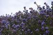 Ceanothus Julia Phelps