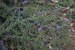 Ceanothus gloriosus porrectus, Mt. Vision Ceanothus as a groundcover. - grid24_24