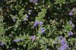 Ceanothus tomentosus