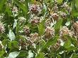 Butterflies on Asclepias speciosa