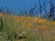 Tufted poppy and collarless California poppy after a fire east of Santa Margarita. Mixed with Chia and popcorn flower. If weeds are present you do not get this. - grid24_24