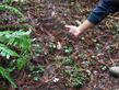 Oxalis oregona,  Redwood Sorrel in the heavy redwood duff.