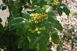 Mahonia 'Golden Abundance' 