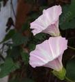 Calystegia macrostegia, Island Morning Glory