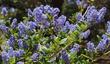 Ceanothus Ray Hartman