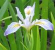 Iris douglasiana, Douglas Iris. - grid24_24