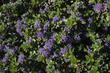 Ceanothus gloriosus exaltatus Emily Brown