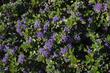 Ceanothus gloriosus exaltatus Emily Brown - grid24_24