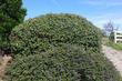 Ceanothus gloriosus exaltatus, Emily Brown with Eve Case Coffeeberry behind it.