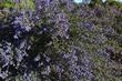Ceanothus impressus nipomensis, Arroyo Grande Lilac