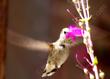 Penstemon parishii with an Anna Hummingbird.