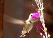 Penstemon parishii with an Anna Hummingbird. - grid24_24