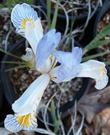 Iris missouriensis Western Blue Flag. No you do not always get one with a flower on it. You'll usually get on with leaves, on bad summers something they shut way down and the leaves even shrivel up.