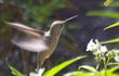 Yes Anna Hummingbirds like the flowers of Eriodictyon californicum Yerba Santa