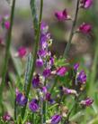 flowers of Lupinus truncatus, . blunt leaved lupine, collared annual lupine, truncate leaf lupine. - grid24_24