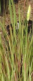 Hordeum brachyantherum Meadow barley