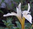 Iris fernaldii side view