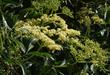 Sambucus mexicana Tapiro, Mexican Elderberry and Blue Elderberry. 