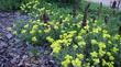Eriogonum umbellatum polyanthum Shasta Buckwheat Sulfur Buckwheat.  and Salvia spathacea Hummingbird Sage
