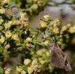 Baccharis pilularis consanguinea, Coyote Brush flowers with a Western Pygmy Blue and an American Snout Butterfly.