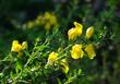 Keckiella antirrhinoides Yellow Bush Snapdragon and Yellow Bush Penstemon.