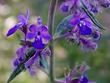 Trichostema parishii Parish's Romero and Mountain Blue Curls. 