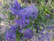 Ceanothus cyaneus San Diego Mtn. Lilac