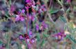 Clarkia unguiculata Mountain Garland