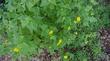 Venegasia carpesioides, Canyon Sunflower