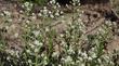 Gnaphalium californicum, California Pearly Everlasting