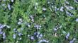 Ceanothus hearstiorum, San Simeon Ceanothus and Hearst's Ceanothus. 