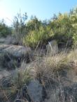 Stipa coronata,  Giant stipa amoung rocks and chamise. South facing decomposed granite. - grid24_24