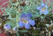 Penstemon thompsoniae, Thompson's beardtongue flowers - grid24_24