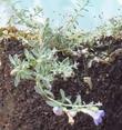 Penstemon thompsoniae, Thompson's beardtongue.