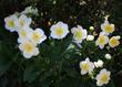 Carpenteria californica