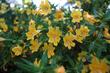 Diplacus longiflorus, Conejo monkey flower