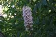 Aesculus californica, Buckeye.