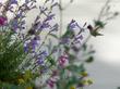 Anna's Hummingbird on Penstemon 'Margarita BOP' with Eriophyllum confertiflorum amd Penstemon pseudospectabalis - grid24_24