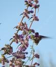 Hummingbirds love woolly blue curls, Costa hummingbird on a Trichostema lanatum 