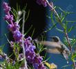 Anna Hummingbird on Trichostema lanatum, Woolly blue curls
