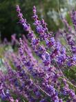 Trichostema lanatum, Woolly blue curls are amazingly fragrant.