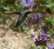 Hummingbirds love Salvia 'Celestial Blue ' sage!