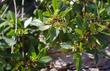Rhamnus californica Coffeeberry