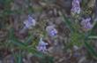 Penstemon grinnellii, Southern woodland Penstemon
