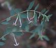 Symphoricarpos longiflorus, Desert Snowberry. 