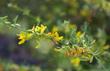 Lotus scoparius Deerweed and California Broom.