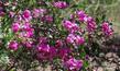 Pickeringia montana,  Chaparral Pea