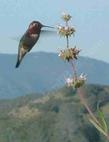 Anna Hummingbird, Salvia mellifera, Black sage