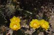 Opuntia littoralis, Prickly-Pear