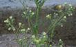Emmenanthe penduliflora Whispering Bells